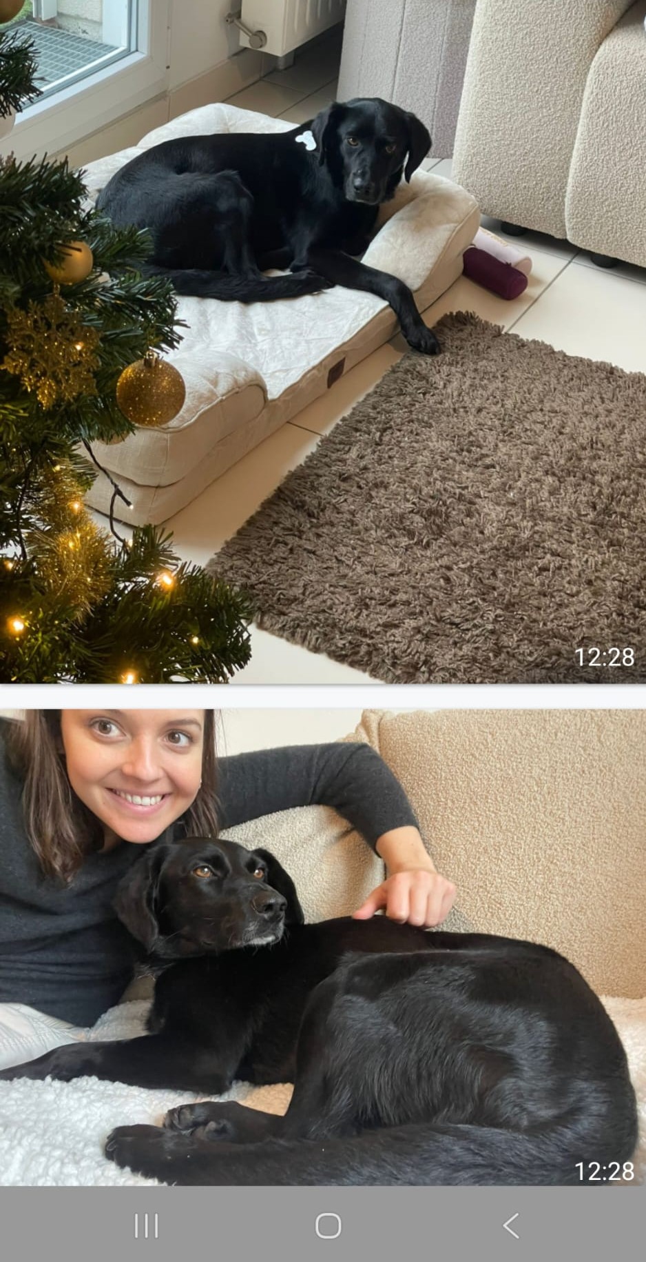 Chiens à adopter